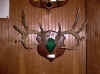Morgan Deer in Booth.jpg (135092 bytes)