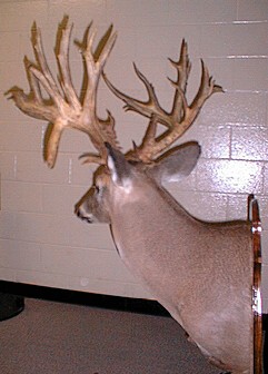 1993 Virginia State Record Deer